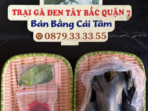 Trại gà đen Tây Bắc Sơn Vũ