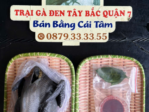 Trại gà đen Tây Bắc Sơn Vũ