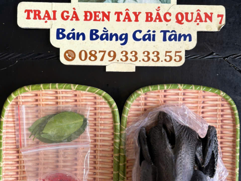 Trại gà đen Tây Bắc Sơn Vũ