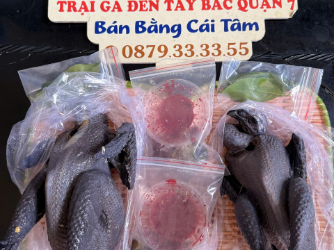 Trại gà đen Tây Bắc Sơn Vũ