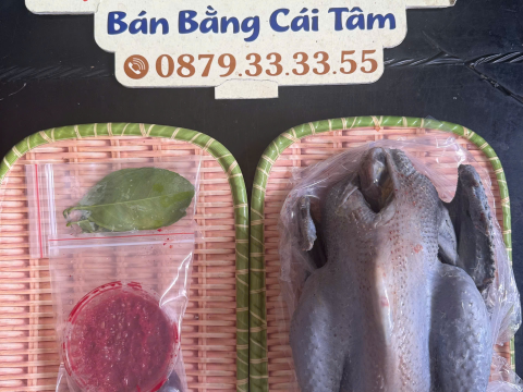Trại gà đen Tây Bắc Sơn Vũ