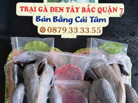 Trại gà đen Tây Bắc Sơn Vũ