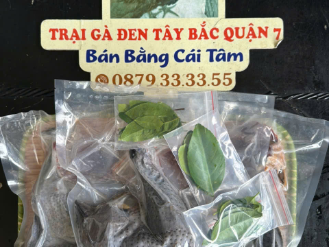 Trại gà đen Tây Bắc Sơn Vũ