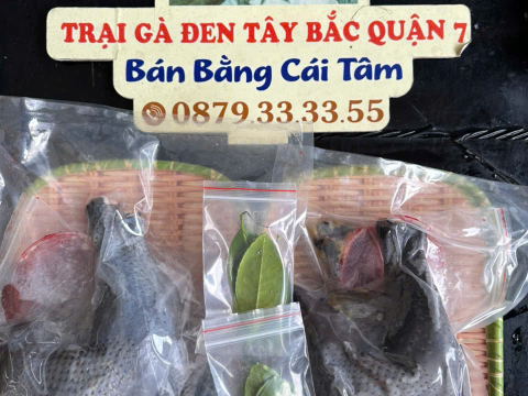 Trại gà đen Tây Bắc Sơn Vũ