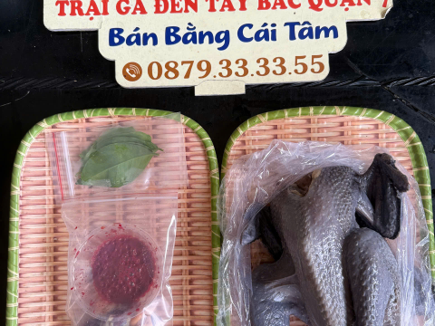 Trại gà đen Tây Bắc Sơn Vũ