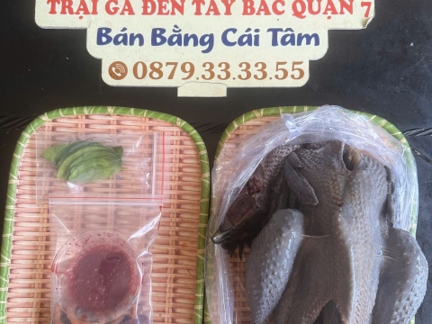 Trại gà đen Tây Bắc Sơn Vũ