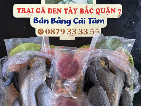 Trại gà đen Tây Bắc Sơn Vũ