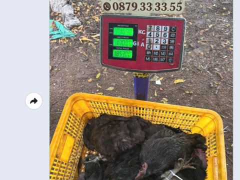 Trại gà đen Tây Bắc Sơn Vũ