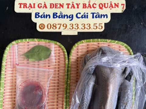 Trại gà đen Tây Bắc Sơn Vũ