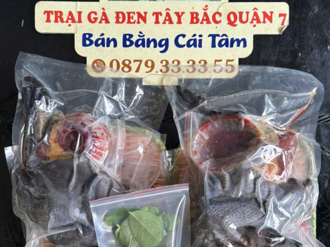 Trại gà đen Tây Bắc Sơn Vũ