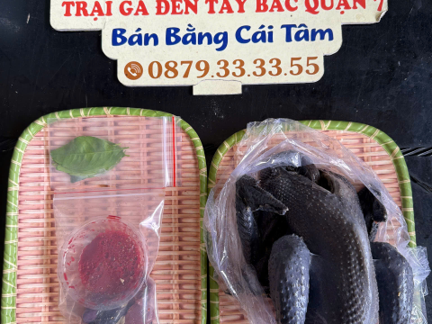 Trại gà đen Tây Bắc Sơn Vũ