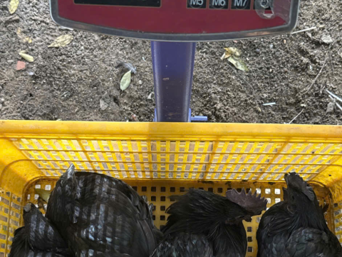 Trại gà đen Tây Bắc Sơn Vũ