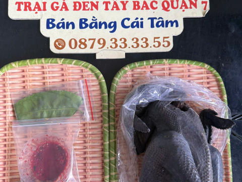 Trại gà đen Tây Bắc Sơn Vũ