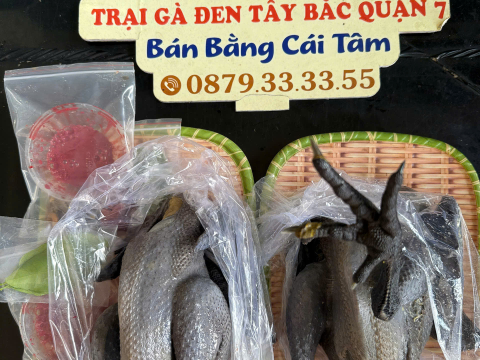 Trại gà đen Tây Bắc Sơn Vũ