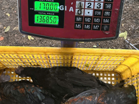 Trại gà đen Tây Bắc Sơn Vũ