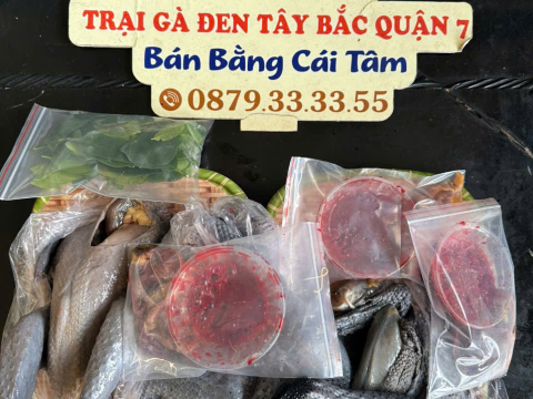 Trại gà đen Tây Bắc Sơn Vũ