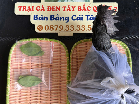 Trại gà đen Tây Bắc Sơn Vũ