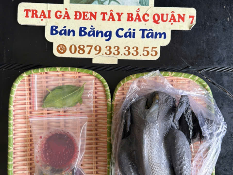 Trại gà đen Tây Bắc Sơn Vũ