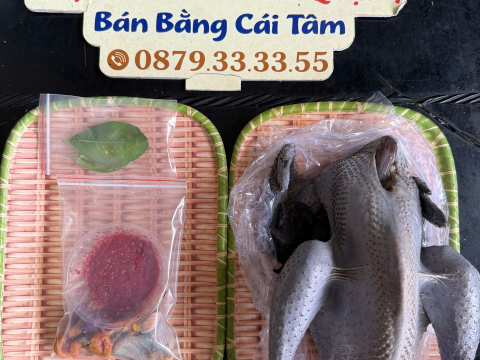 Trại gà đen Tây Bắc Sơn Vũ