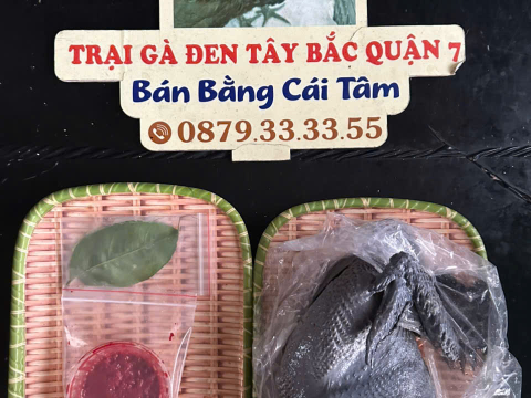 Trại gà đen Tây Bắc Sơn Vũ