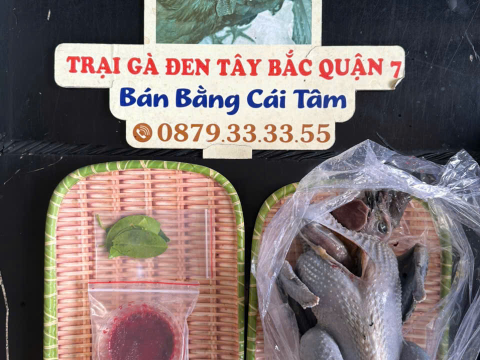 Trại gà đen Tây Bắc Sơn Vũ