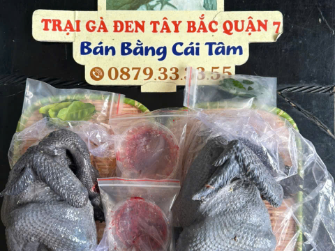 Trại gà đen Tây Bắc Sơn Vũ
