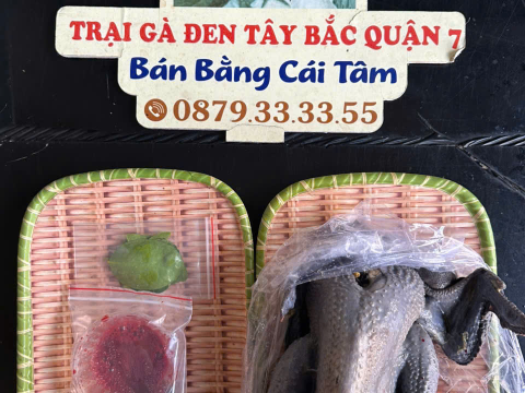 Trại gà đen Tây Bắc Sơn Vũ
