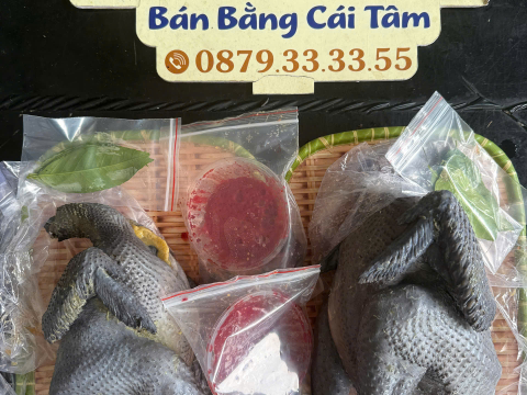 Trại gà đen Tây Bắc Sơn Vũ