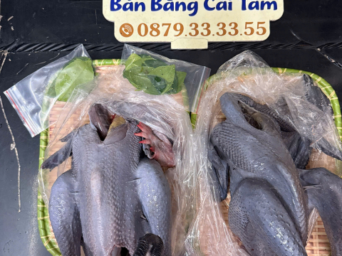 Trại gà đen Tây Bắc Sơn Vũ