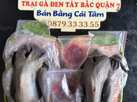 Trại gà đen Tây Bắc Sơn Vũ