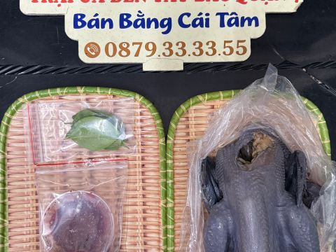 Trại gà đen Tây Bắc Sơn Vũ