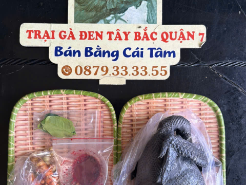 Trại gà đen Tây Bắc Sơn Vũ