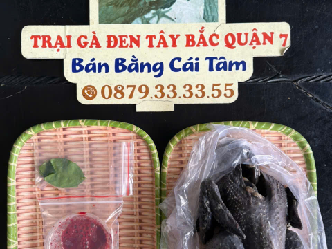 Trại gà đen Tây Bắc Sơn Vũ