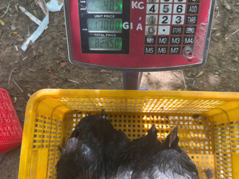 Trại gà đen Tây Bắc Sơn Vũ