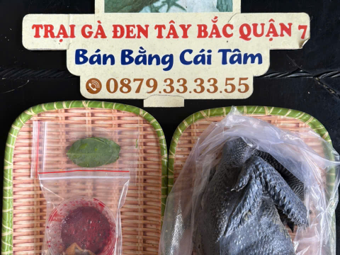 Trại gà đen Tây Bắc Sơn Vũ