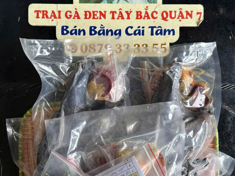 Trại gà đen Tây Bắc Sơn Vũ