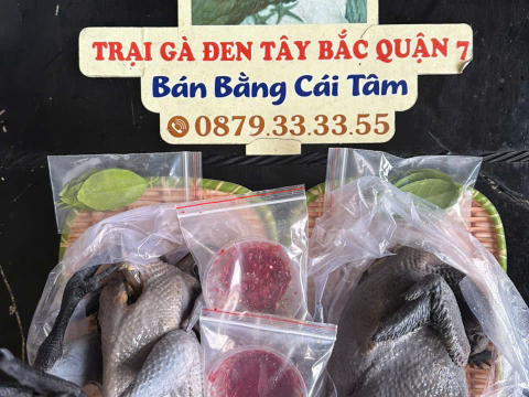 Trại gà đen Tây Bắc Sơn Vũ