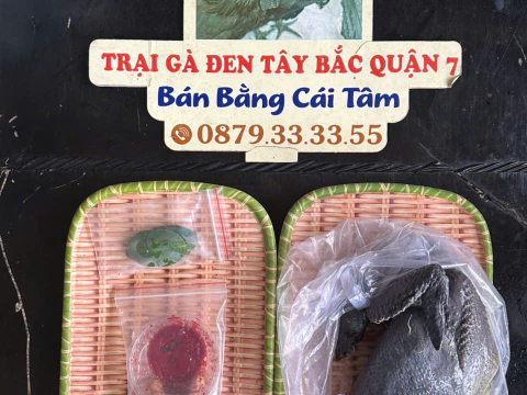 Trại gà đen Tây Bắc Sơn Vũ
