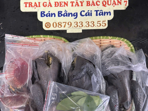 Trại gà đen Tây Bắc Sơn Vũ