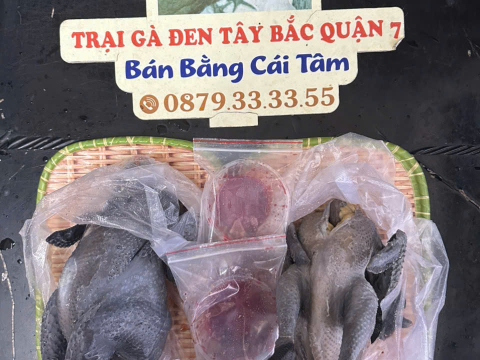 Trại gà đen Tây Bắc Sơn Vũ
