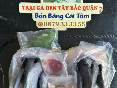 Trại gà đen Tây Bắc Sơn Vũ