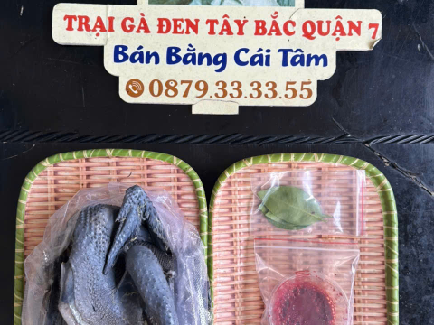 Trại gà đen Tây Bắc Sơn Vũ