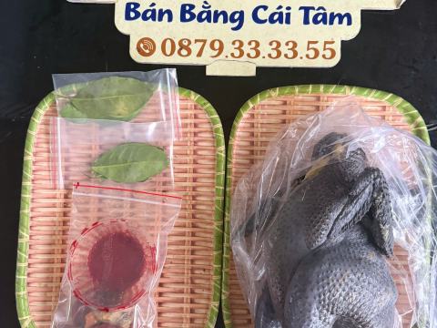 Trại gà đen Tây Bắc Sơn Vũ
