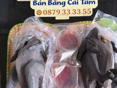 Trại gà đen Tây Bắc Sơn Vũ