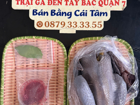 Trại gà đen Tây Bắc Sơn Vũ