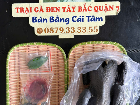 Trại gà đen Tây Bắc Sơn Vũ