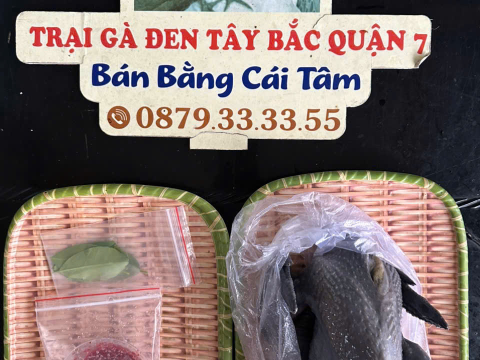 Trại gà đen Tây Bắc Sơn Vũ