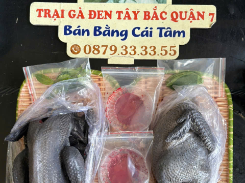 Trại gà đen Tây Bắc Sơn Vũ