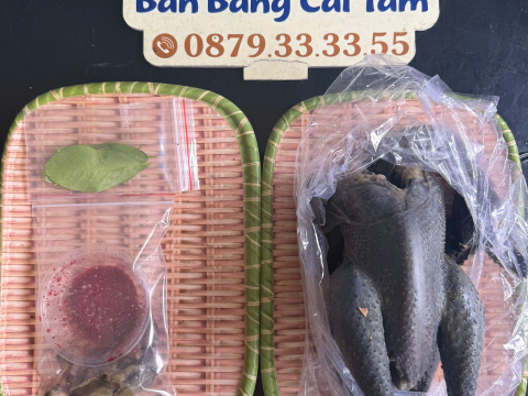 Trại gà đen Tây Bắc Sơn Vũ