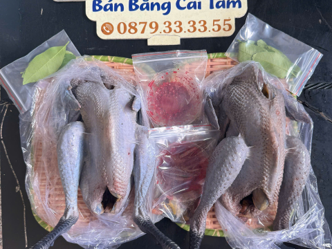 Trại gà đen Tây Bắc Sơn Vũ